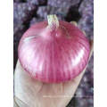 2020 New High Quality Fresh Onion Redonion Yellow Onion Wholesale Price